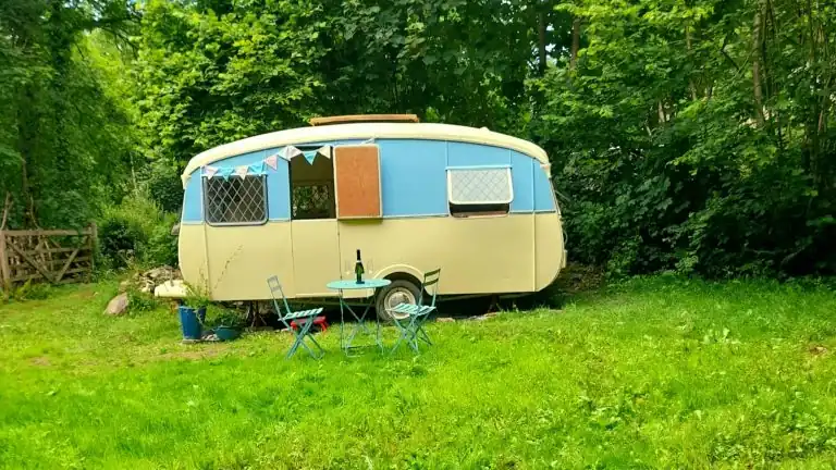 Bluebell in field_edited_edited